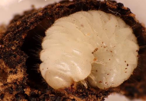 Dorcatoma punctulata